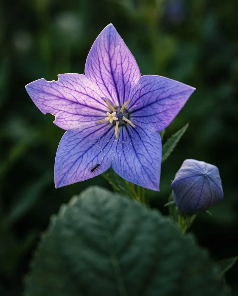 A violet balloon flower in full bloom, lit by soft light